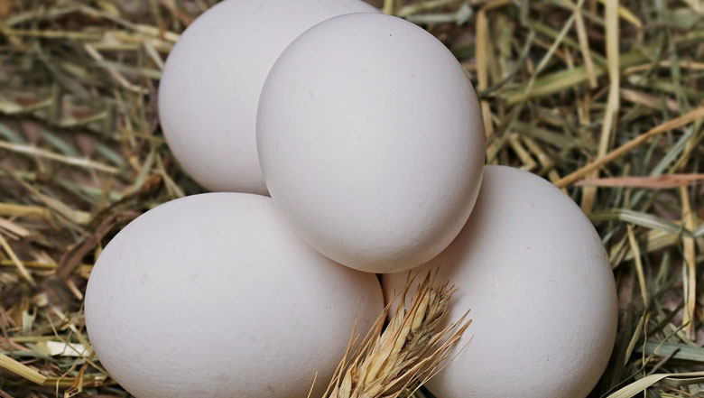 poultry-farm-pinar-del-rio